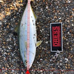 人工島水路 朝まずめ ツバス