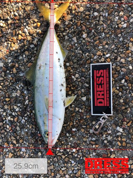 人工島水路 朝まずめ ツバス