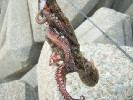 今年はイケそう