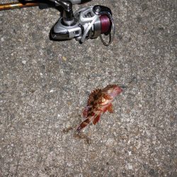 メバルは何処へ？