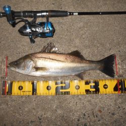 効果はあるのかな?