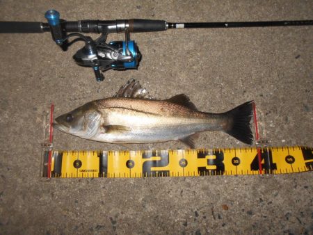 効果はあるのかな?