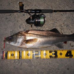 増水中の淀川調査