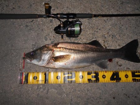 増水中の淀川調査