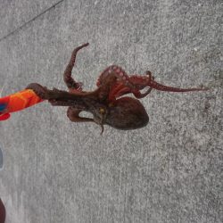 タコ釣り