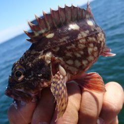 キャロダートでデイゲーム