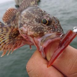 雨の中ワームのテスト
