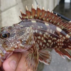 テキサスリグで沖のボトム狙い！！