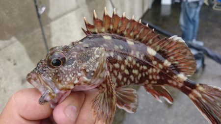 テキサスリグで沖のボトム狙い！！