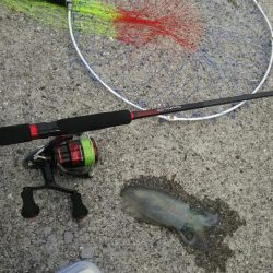 梅雨イカを求めて