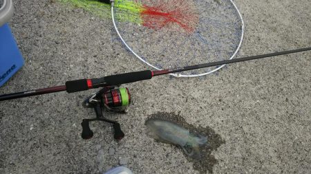 梅雨イカを求めて