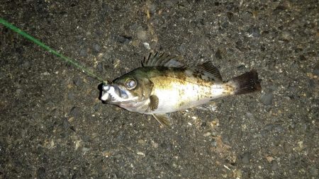 アジングからショアジギング