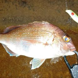 雨の中のシーバス