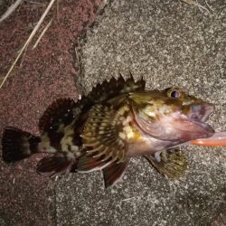 バラエティ豊富