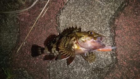 バラエティ豊富