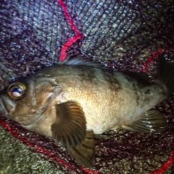 まだメバル当たるよ