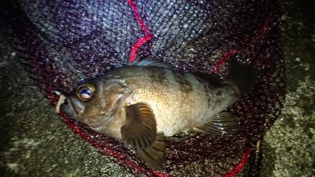 まだメバル当たるよ