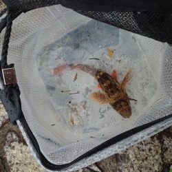 雨のちショアジギ