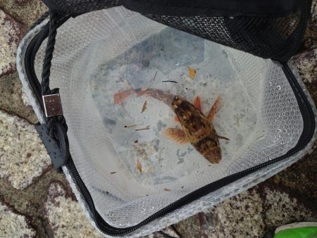 雨のちショアジギ