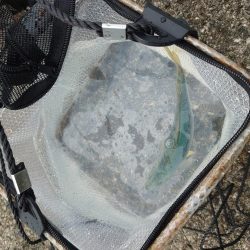 串本ショアジギ