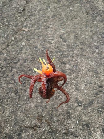 大潮はダメなのか?