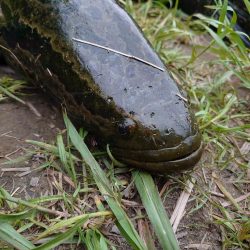 ナマズ狙いだったのに…