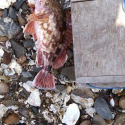 シーバス&キス釣り