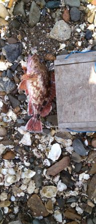 シーバス&キス釣り