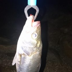 シーバス釣りからのチニング