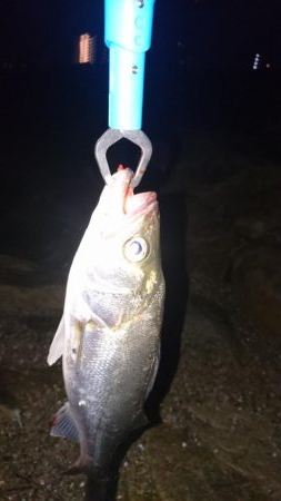 シーバス釣りからのチニング