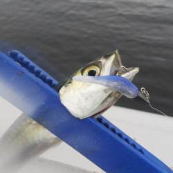 ガシラ30 小サバ10