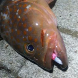 アコウ１ ガシラ39  小サバ１