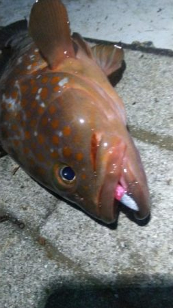 アコウ１ ガシラ39  小サバ１