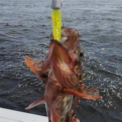 ガシラ11  小サバ3