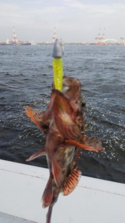 ガシラ11  小サバ3