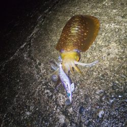 コロナが解除されて２回目の和歌山遠征!!