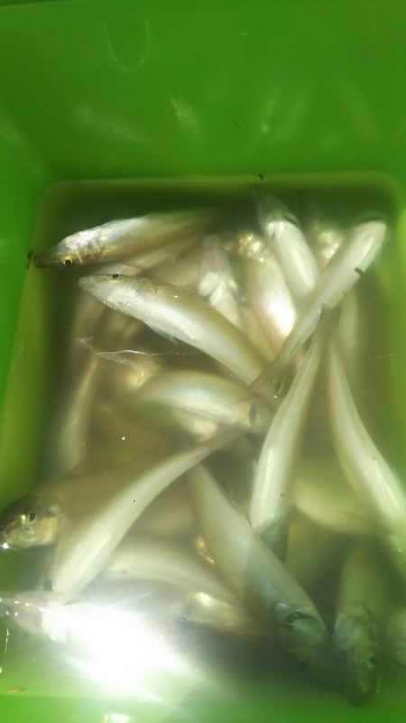 【河口キス】 本年調査始め