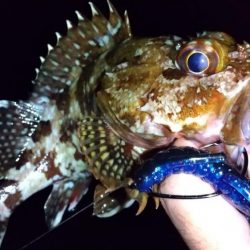 ロックフィッシュ狙い　良型カサゴ