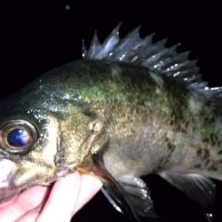 良型ブルーバック狙い