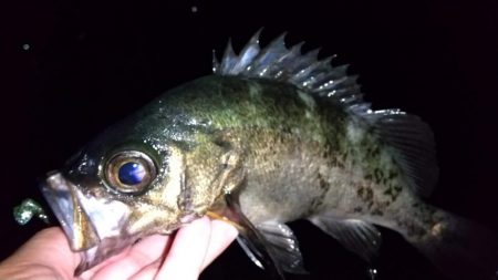 良型ブルーバック狙い