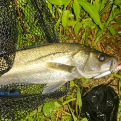 シーバス!シーバス!シーバス!