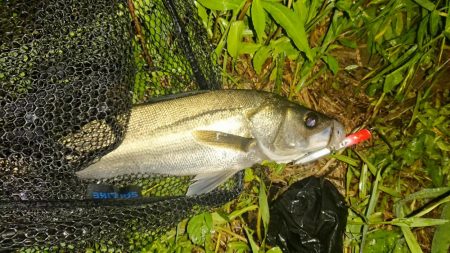 シーバス!シーバス!シーバス!