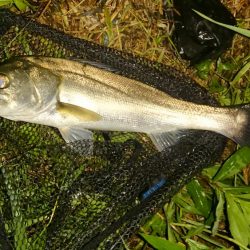 しごおわシーバス