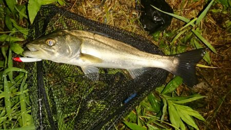 しごおわシーバス