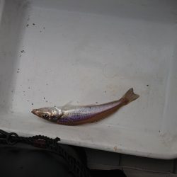 ボートキス釣り