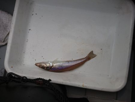 ボートキス釣り