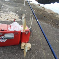 今年初のキスの引き釣り