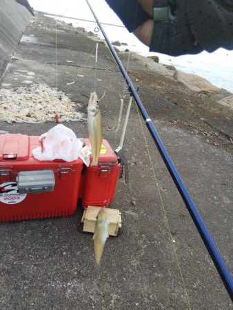 今年初のキスの引き釣り