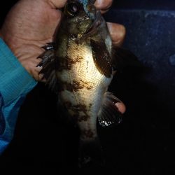 強風でジグ単メバリング