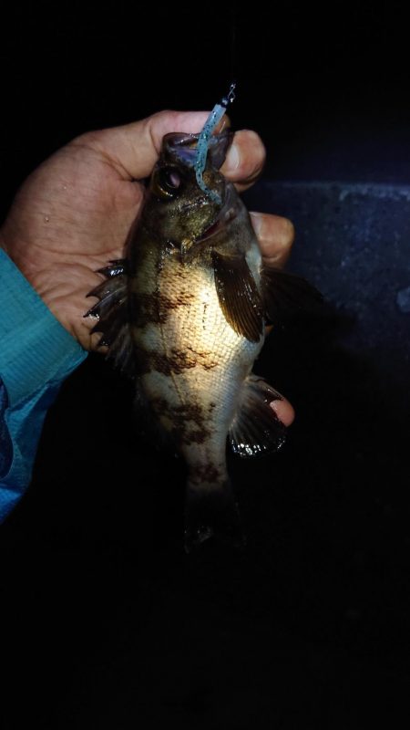 強風でジグ単メバリング